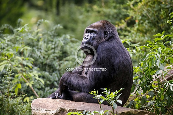 Western Lowland Gorilla (Gorilla Gorilla Gorilla)