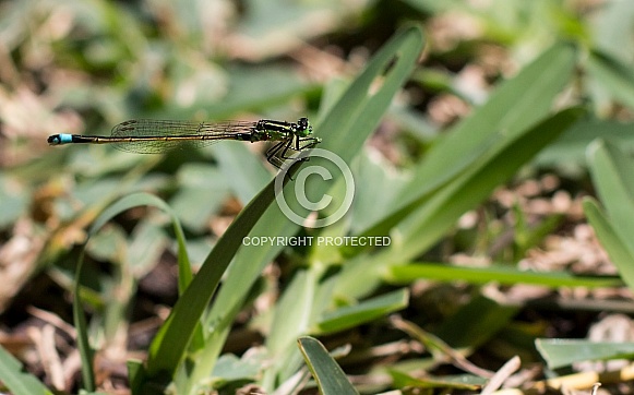 Damselfly