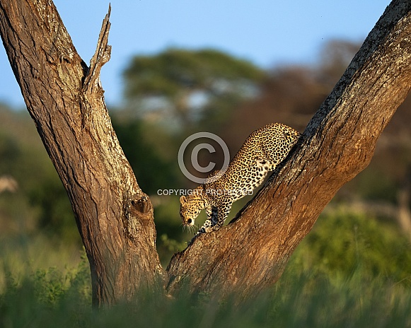 Leopard climbing down a tree