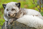 Arctic fox posing