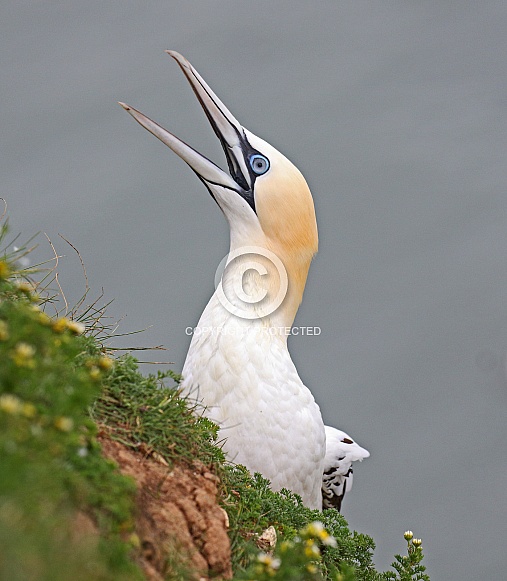 Gannet Gannet