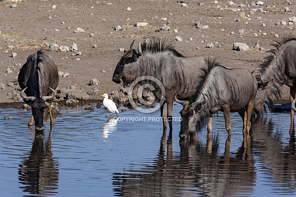 Blue Wildebeest - Etosha National Park - Namibia Blue Wildebeest - Etosha National Park - Namibia