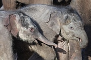 Indian elephant (Elephas maximus)