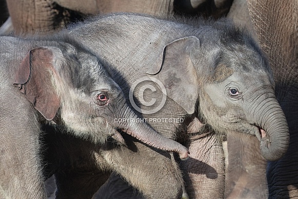 Indian elephant (Elephas maximus)
