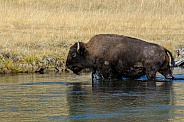 Bison emerging from the Firehole