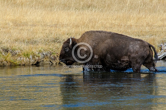 Bison emerging from the Firehole