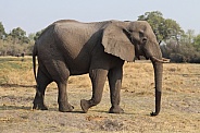 African Elephant