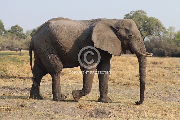 African Elephant