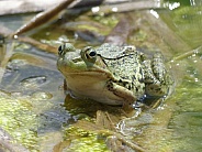 Green Frog in Pond