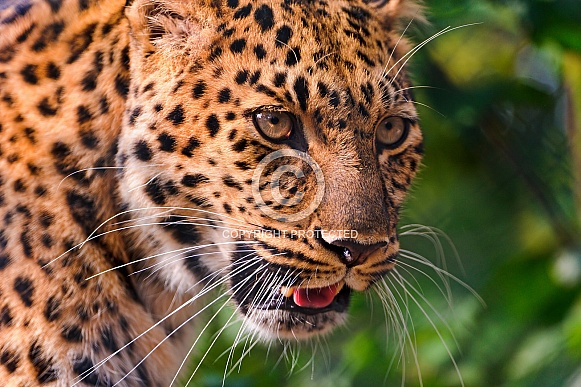 Leopard Portrait