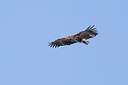 White tailed eagle or European Eagle