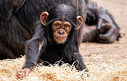 Baby Chimpanzee Sitting Up Looking At Camera