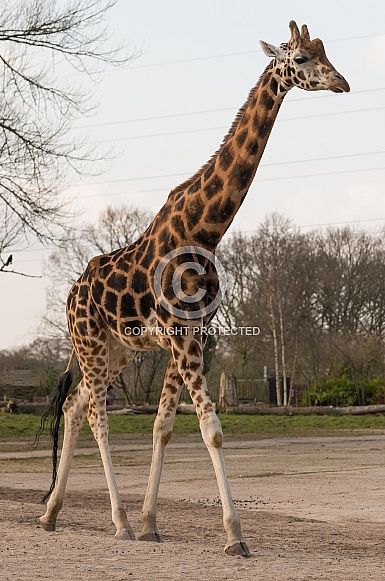 Giraffe Giraffe