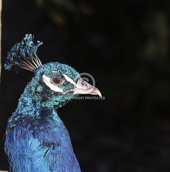 Peacock Portrait