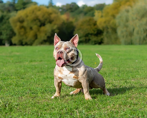 American Bully American Bully