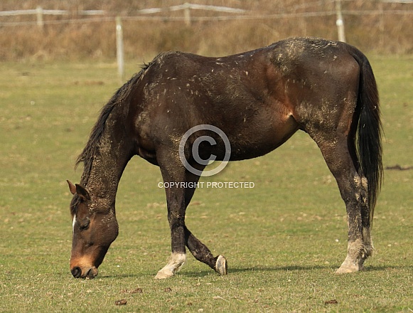 Brown Horse Grazing Brown Horse Grazing