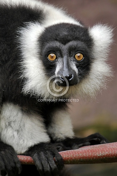 Black and white ruffed lemur Black and white ruffed lemur
