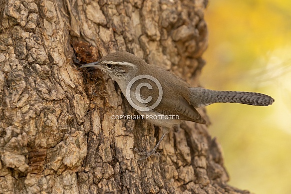 Bewick's wren, Thryomanes Bewickii