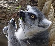 Lemurs