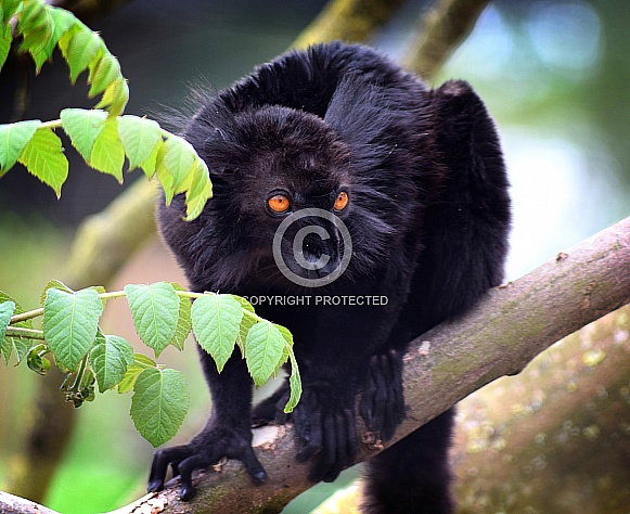 Black Lemur Black Lemur