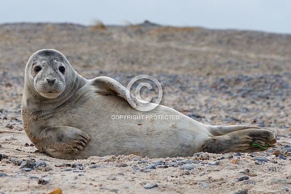Seal near the coastline. Seal near the coastline.