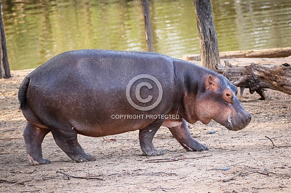 Hippopotamus