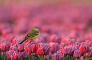 Yellow Wagtail on tulips