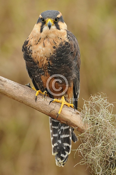 Aplomado Falcon