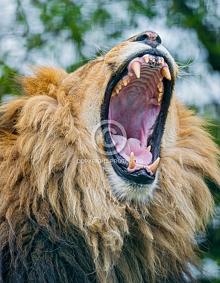 Lion Roar