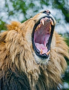 Lion Roar