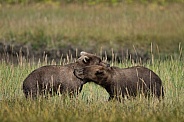 Two young male bears mock fighting in a field