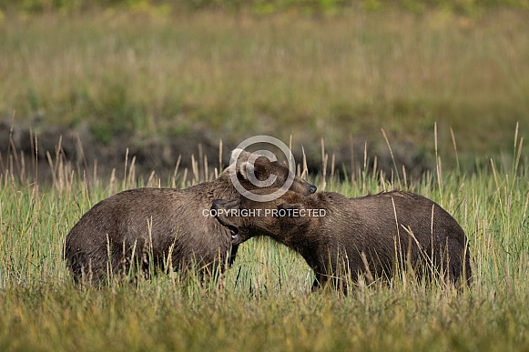 Two young male bears mock fighting in a field