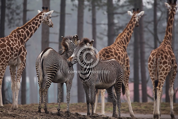 Grévy's Zebra Grévy's Zebra