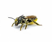 Flat tailed Leaf cutter Bee - Megachile mendica - also called leafcutter, mason, orchard or cuckoo bee.  Isolated on white background top front face side profile view