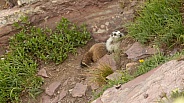 Two Hoary Marmots in alpine meadow Glacier NP Montana