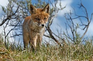 Red fox cubs