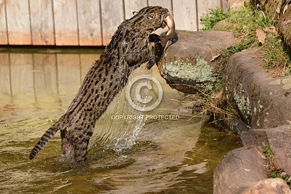fishing cat