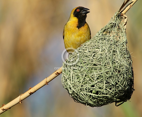 Southern Male Masked Weaver. Southern Male Masked Weaver.