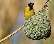 Southern Male Masked Weaver.