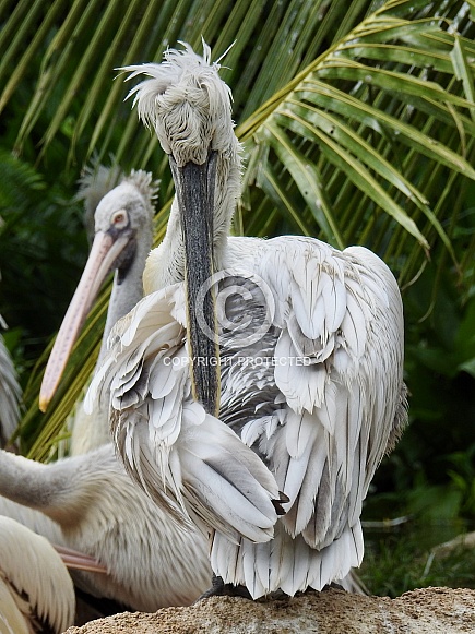 Dalmatian pelican Dalmatian pelican