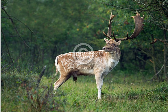 Fallow deer