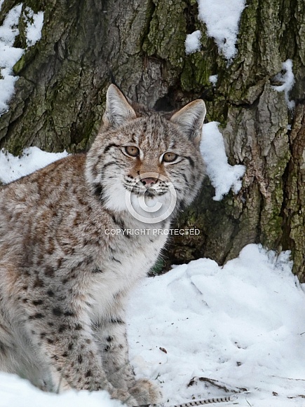 Eurasian Lynx Eurasian Lynx