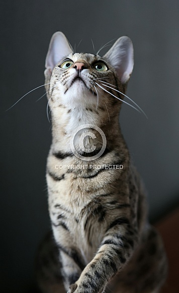 Savannah cat Gaia