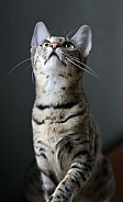 Savannah cat Gaia