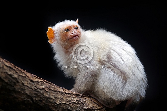 The silvery marmoset (Mico argentatus) The silvery marmoset (Mico argentatus)