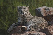 Snow Leopard On Top Of Rocks