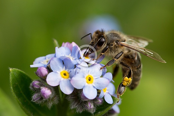 European honey bee.