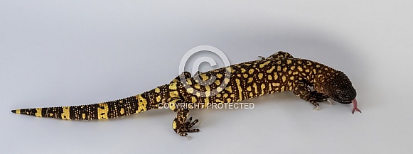 Rio Fuerte Beaded Lizard Rio Fuerte Beaded Lizard