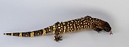 Rio Fuerte Beaded Lizard