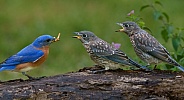 Eastern Bluebird